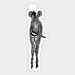 Grevys zebra foal Sticker